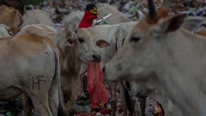 A child chases away a herd of cows looking for food at a landfill in Kawatuna, Palu City, Central Sulawesi Province, Indonesia on May 22, 2022. The local government has issued an appeal to farmers to house their cattle in order to prevent the spread of Mouth and Nail Disease (FMD) which is currently This has hit several areas in Indonesia, but many farmers have ignored this advice and let their cows roam freely looking for food, including in garbage shelters. (Photo by Basri Marzuki/NurPhoto via Getty Images)