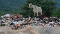 Bahkan para sapi itu mencari makan di tempat penampungan sampah.  