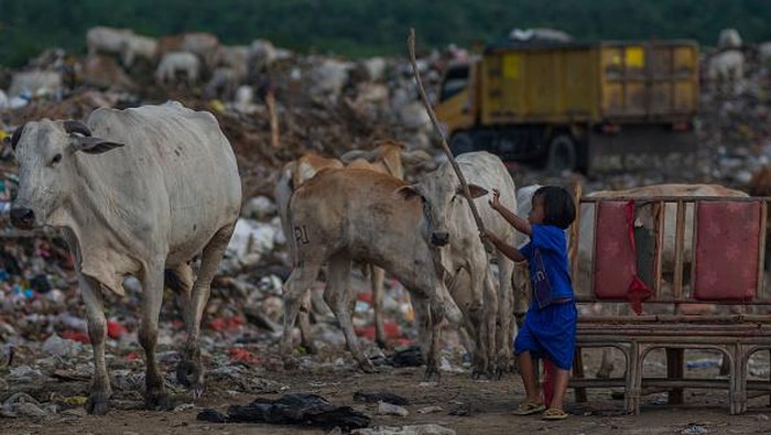 A child chases away a herd of cows looking for food at a landfill in Kawatuna, Palu City, Central Sulawesi Province, Indonesia on May 22, 2022. The local government has issued an appeal to farmers to house their cattle in order to prevent the spread of Mouth and Nail Disease (FMD) which is currently This has hit several areas in Indonesia, but many farmers have ignored this advice and let their cows roam freely looking for food, including in garbage shelters. (Photo by Basri Marzuki/NurPhoto via Getty Images)