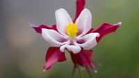 Chelsea Flower Show kembali digelar tahun ini usai pandemi COVID-19 merebak.