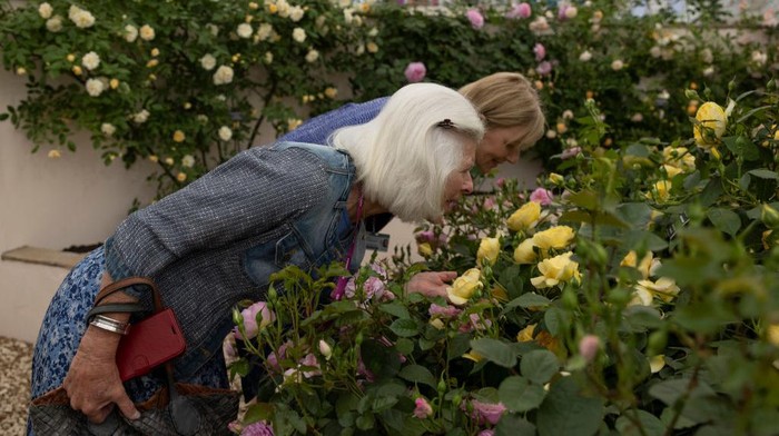 Menikmati Indahnya Bunga Bermekaran di Chelsea Flower Show LONDON, ENGLAND - MAY 23: A man takes photographs of a stand on May 23, 2022 in London, England. The Chelsea Flower Show returns to its usual place in the horticultural calendar after being cancelled in 2020 and postponed in 2021 due to the Covid pandemic. This year sees the Show celebrate the Queen's Platinum Jubilee and also a theme of calm and mindfulness running through the garden designs. (Photo by Dan Kitwood/Getty Images