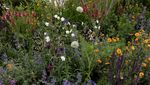 Menikmati Indahnya Bunga Bermekaran di Chelsea Flower Show