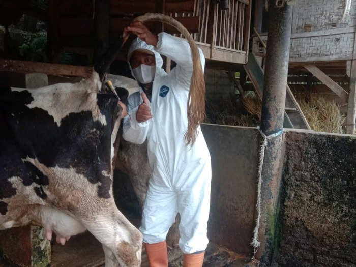 Nyaris 1.000 Sapi Terpapar Wabah PMK di Garut