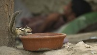 Diketahui Ibu kota India dan sekitarnya itu tengah menghadapi kondisi gelombang panas yang ekstrem.  