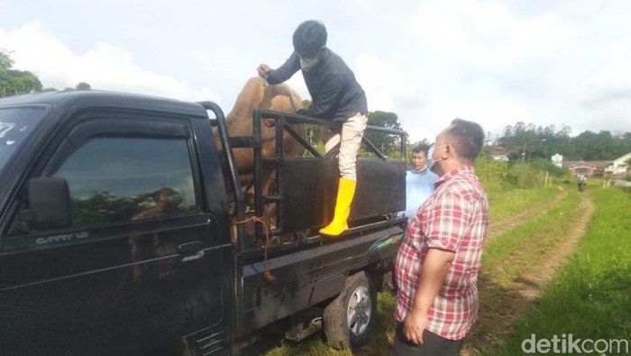 Petugas cek sapi yang mengidap PMK di peternakan di Kecamatan Sukaresmi Kabupaten Cianjur