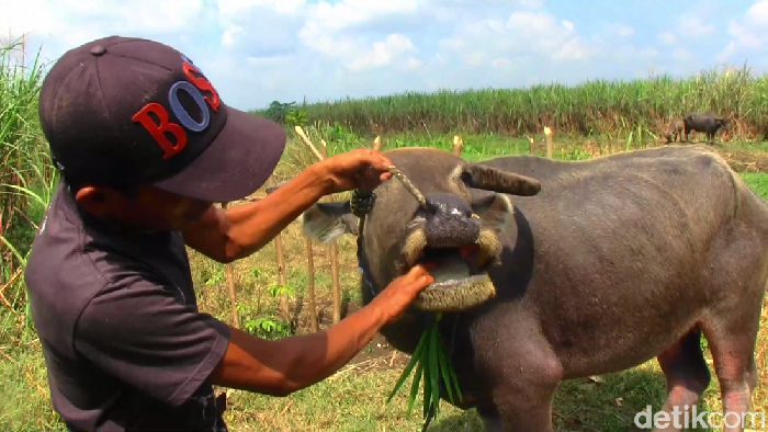 Selain sapi ada 67 ekor kerbau di Lumajang yang terjangkit wabah PMK.