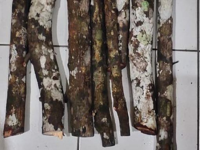 Barang bukti kayu cendana yang dicuri pelaku di Kawasan Hutan Dengan Tujuan Khusus (KHDTK) Playen.