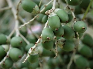 Cara Meracik Buah Pinang Muda untuk Obat dan Manfaatnya yang Bisa Didapat