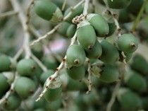 Cara Meracik Buah Pinang Muda untuk Obat dan Manfaatnya yang Bisa Didapat