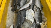 Chenle juga memamerkan foto beberapa jenis ikan yang ada di rumah makan Aromasop Seafood itu. Foto: Twitter / dok. Weibo Chenle NCT