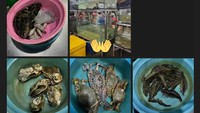 Momen Chenle menikmati seafood enak itu diunggahnya ke akun Weibo pribadi. Ia mengungkapkan kalau seafood di rumah makan itu terenak yang pernah dinikmati selama 10 tahun terakhir. Foto: Twitter / dok. Weibo Chenle NCT