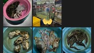 10 Potret Chenle NCT Dream Makan Manggis dan Cicip Seafood di Muara Karang