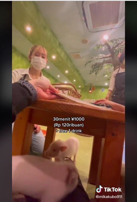 Di Jepang ada kafe babi