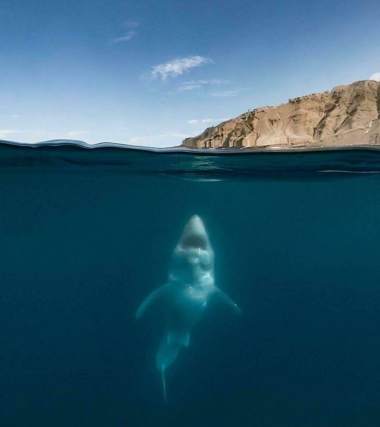 Foto mengerikan thalassophobia Foto mengerikan thalassophobia