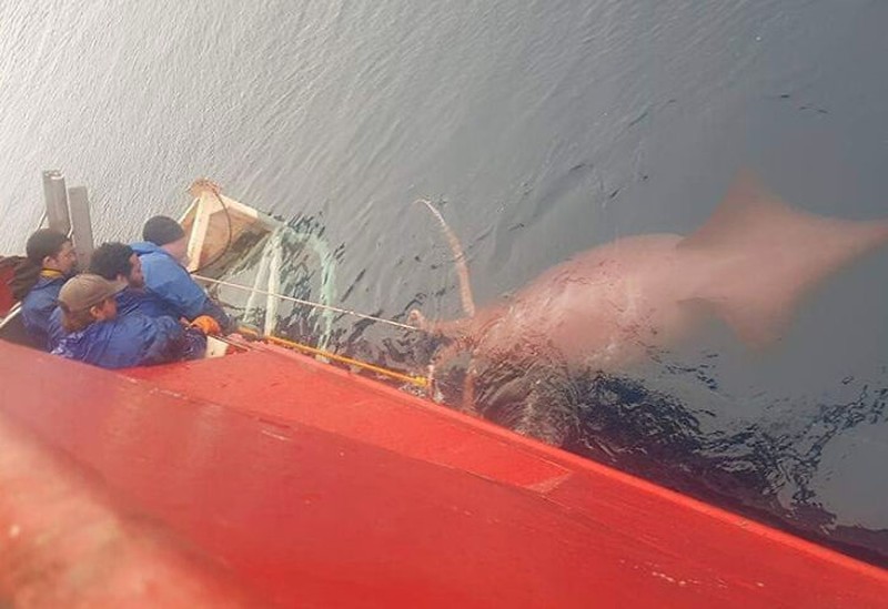 Foto mengerikan thalassophobia