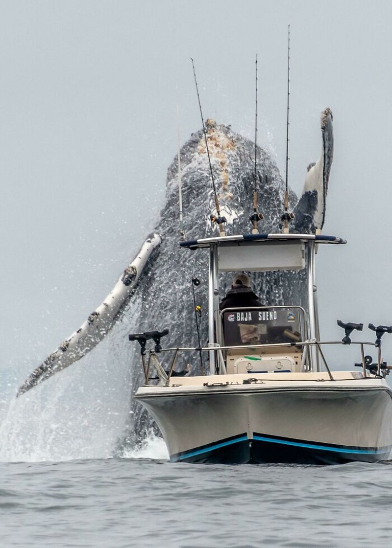 Foto mengerikan thalassophobia