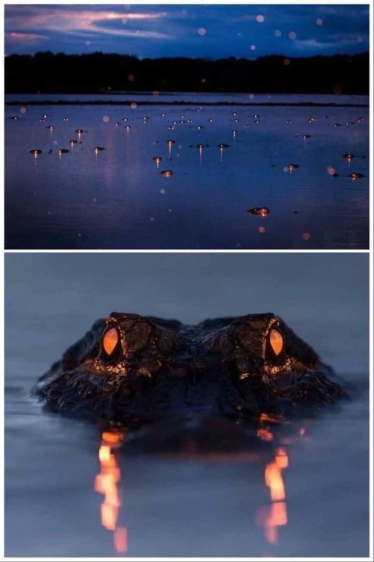 Foto mengerikan thalassophobia