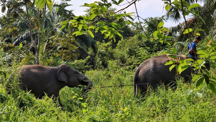 Gajah Sumatera yang direlokasi ke luar Riau
