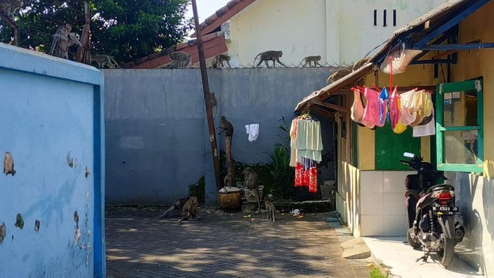 gerombolan monyet liar masuk permukiman di malang