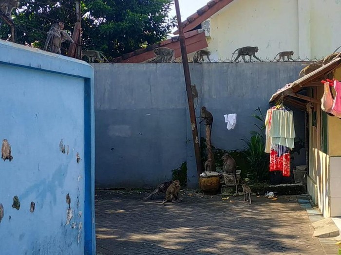 gerombolan monyet liar masuk permukiman di malang