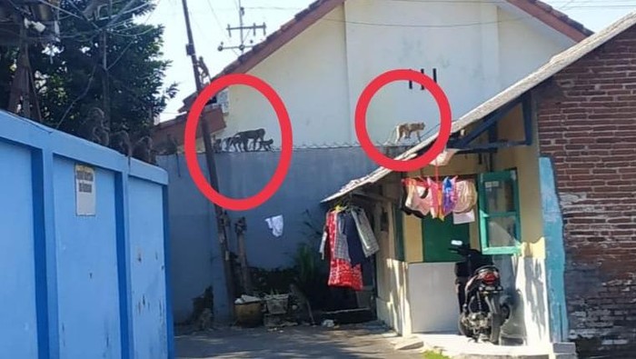 gerombolan monyet liar masuk permukiman di malang