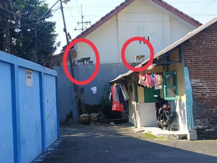 gerombolan monyet liar masuk permukiman di malang