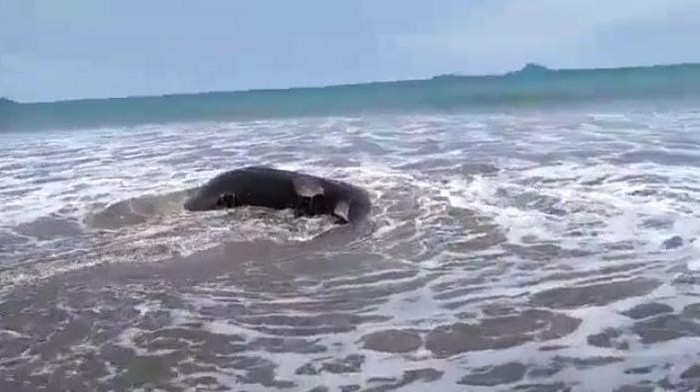 Hiu Paus terdampar di pantai yang ada di Painan, Sumatera Barat