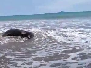 Hiu Paus Terdampar di Pantai Salido Painan