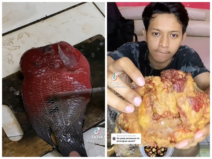 Goreng Ikan Louhan untuk Makan, Netizen Ini Ungkap Rasanya