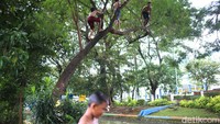 Bahkan mereka sempat pamer atraksi terjun bebas dari pohon.