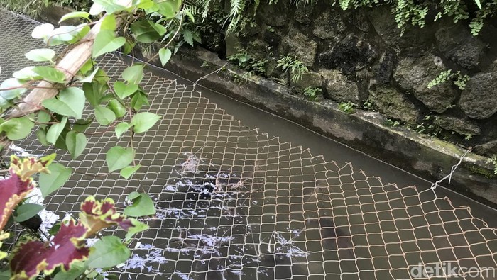 Inovasi warga Gang Pramuka di Sukabumi, selokan dijadikan kolam ikan.