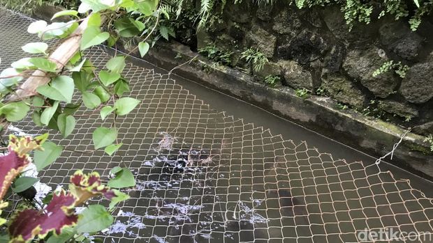 Inovasi warga Gang Pramuka di Sukabumi, selokan dijadikan kolam ikan.
