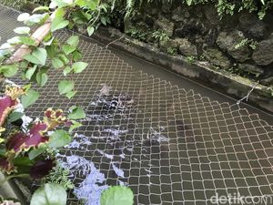 Keren! Warga Gang Pramuka Sukabumi Sulap Selokan Jadi Kolam Ikan