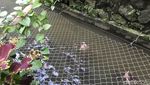 Keren! Warga Gang Pramuka Sukabumi Sulap Selokan Jadi Kolam Ikan