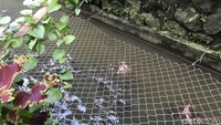 Kolam ikan di selokan itu sudah berjalan selama empat bulan ke belakang. Warga yang melewati gang tersebut menyambut baik inovasi selokan jadi kolam ikan itu. Ikan Nila dan ikan Lele yang ada di selokan itu dipanen dalam satu bulan sekali. Hasil dari panen ikan dibagikan ke warga atau dijual ke pasar, sementara uang dari ikan yang dijual digunakan untuk penerangan dan perbaikan kondisi jalan yang rusak.