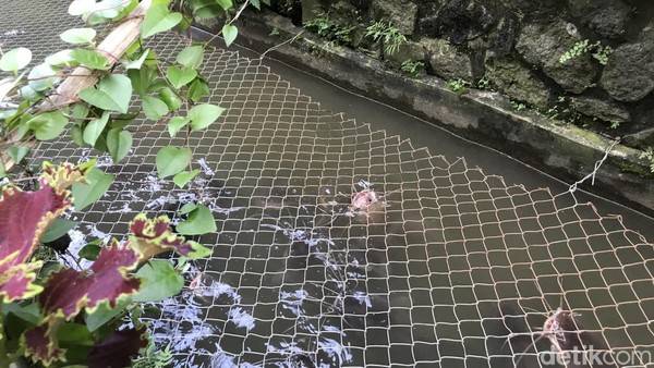 Kolam ikan di selokan itu sudah berjalan selama empat bulan ke belakang. Warga yang melewati gang tersebut menyambut baik inovasi selokan jadi kolam ikan itu. Ikan Nila dan ikan Lele yang ada di selokan itu dipanen dalam satu bulan sekali. Hasil dari panen ikan dibagikan ke warga atau dijual ke pasar, sementara uang dari ikan yang dijual digunakan untuk penerangan dan perbaikan kondisi jalan yang rusak. Kolam ikan di selokan itu sudah berjalan selama empat bulan ke belakang. Warga yang melewati gang tersebut menyambut baik inovasi selokan jadi kolam ikan itu. Ikan Nila dan ikan Lele yang ada di selokan itu dipanen dalam satu bulan sekali. Hasil dari panen ikan dibagikan ke warga atau dijual ke pasar, sementara uang dari ikan yang dijual digunakan untuk penerangan dan perbaikan kondisi jalan yang rusak.