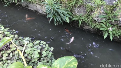 Keren! Warga Gang Pramuka Sukabumi Sulap Selokan Jadi Kolam Ikan