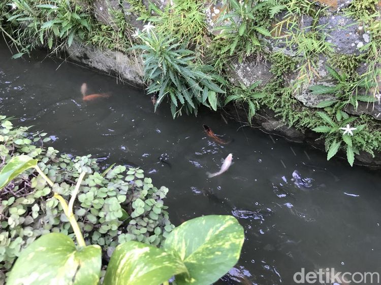 Keren! Warga Gang Pramuka Sukabumi Sulap Selokan Jadi Kolam Ikan