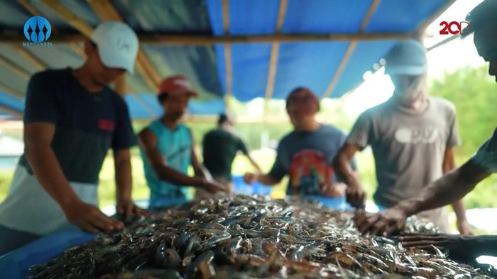 Nelayan hingga Pembudi Daya Ikan Bisa Dapat Modal dari KKP