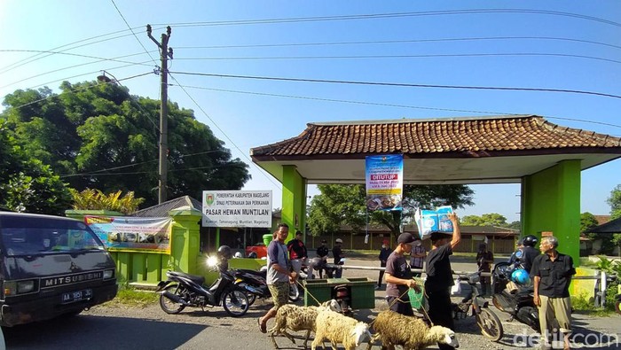 Pedagang ternak di Magelang kecele lantaran pasar hewan tutup, Selasa (24/5/2022).