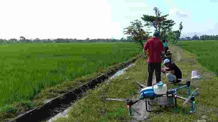 Petani di Klaten mengerahkan drone untuk penyemprotan hama wereng.