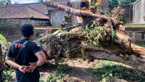 Pohon tumbang terjadi di wilayah Banjar Dinas Sangkan Gunung, Desa Sangkan Gunung, Kecamatan Sidemen, Kabupaten Karangasem, Selasa (24/5/2022).