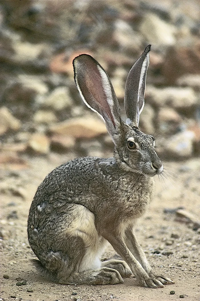 Terwelu merupakan spesies yang sekilas mirip kelinci.