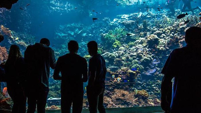 Tiru Terumbu Alami Indonesia, Perusahaan Belanda Kembangkan Karang Buatan ARNHEM, FRIESLAND, NETHERLANDS - 2022/05/23: Two divers from the zoo are seen placing the artificial coral reef under the water in the aquarium. 'Reefy', an innovative start-up from Delft, is using Burgers' Ocean as a testing ground for revolutionary, environmentally-friendly techniques to restore coral reefs in the wild. Reefy develops stable artificial reefs that protect the coast from wave erosion and stimulate biodiversity. Burgers' Ocean is a tropical aquarium at Royal Burgers' Zoo that holds eight million liters of water and is the largest coral reef in European public aquariums. The artificial reef was placed by two divers at the bottom of the aquarium. The coral reef in Arnhem imitates an Indonesian natural reef; the conditions and influences are similar to nature, making it an excellent location for the experiment. (Photo by Ana Fernandez/SOPA Images/LightRocket via Getty Images)