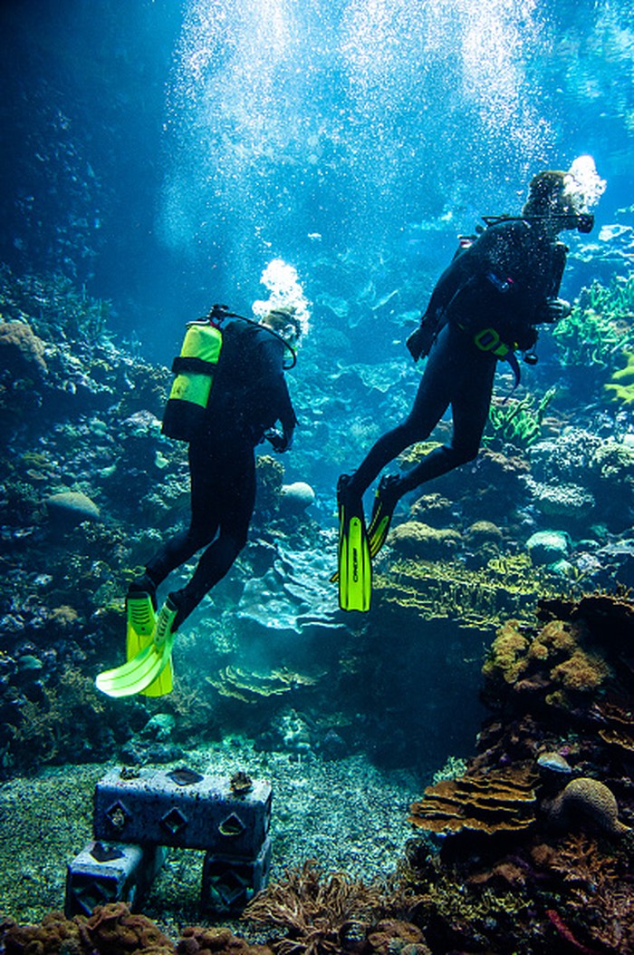 ARNHEM, FRIESLAND, NETHERLANDS - 2022/05/23: Two divers from the zoo are seen placing the artificial coral reef under the water in the aquarium. 'Reefy', an innovative start-up from Delft, is using Burgers' Ocean as a testing ground for revolutionary, environmentally-friendly techniques to restore coral reefs in the wild. Reefy develops stable artificial reefs that protect the coast from wave erosion and stimulate biodiversity. Burgers' Ocean is a tropical aquarium at Royal Burgers' Zoo that holds eight million liters of water and is the largest coral reef in European public aquariums. The artificial reef was placed by two divers at the bottom of the aquarium. The coral reef in Arnhem imitates an Indonesian natural reef; the conditions and influences are similar to nature, making it an excellent location for the experiment. (Photo by Ana Fernandez/SOPA Images/LightRocket via Getty Images)
