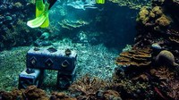 Terumbu karang di laut Indonesia memang sudah dikenal dengan kualitasnya yang terbaik.  