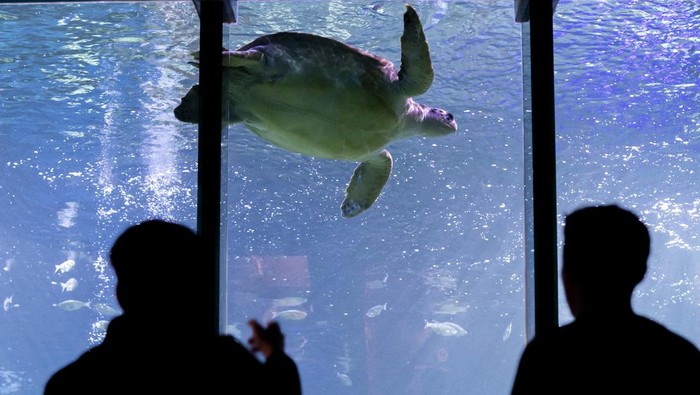 BLACKPOOL, ENGLAND - MAY 16: Phoenix, a 23-year-old giant green Sea Turtle has algae cleaned off her shell by displays supervisor Mel Shawcross at SEA LIFE Blackpool ahead of World Turtle Day on the 23rd May,  on May 16, 2022 in Blackpool, United Kingdom. Born into captivity and bred specifically for food in Asia, Phoenix was rescued from the Cayman Islands as part of SEA LIFE Blackpool’s popular ‘breed, rescue, protect’ programme in 2019. (Photo by Anthony Devlin/Getty Images)