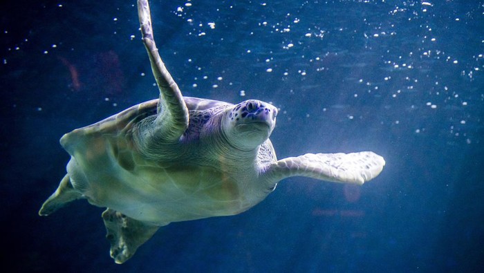 BLACKPOOL, ENGLAND - MAY 16: Phoenix, a 23-year-old giant green Sea Turtle has algae cleaned off her shell by displays supervisor Mel Shawcross at SEA LIFE Blackpool ahead of World Turtle Day on the 23rd May,  on May 16, 2022 in Blackpool, United Kingdom. Born into captivity and bred specifically for food in Asia, Phoenix was rescued from the Cayman Islands as part of SEA LIFE Blackpool’s popular ‘breed, rescue, protect’ programme in 2019. (Photo by Anthony Devlin/Getty Images)