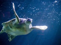 Penyu dan Kura-kura Bisa Tidur di Bawah Air, Ini Rahasianya