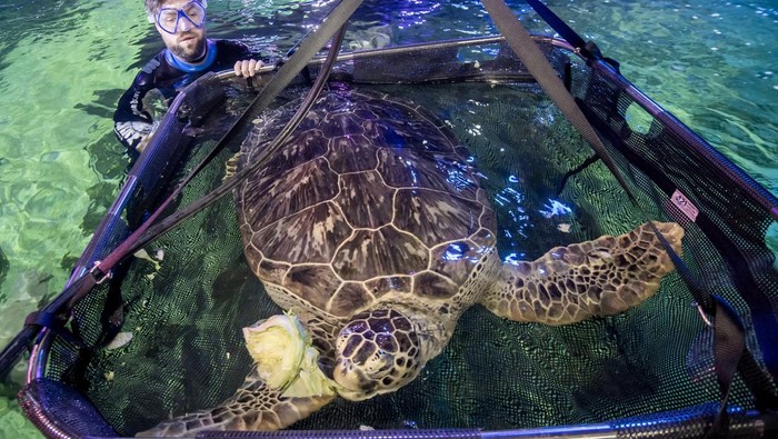 BLACKPOOL, ENGLAND - MAY 16: Phoenix, a 23-year-old giant green Sea Turtle has algae cleaned off her shell by displays supervisor Mel Shawcross at SEA LIFE Blackpool ahead of World Turtle Day on the 23rd May,  on May 16, 2022 in Blackpool, United Kingdom. Born into captivity and bred specifically for food in Asia, Phoenix was rescued from the Cayman Islands as part of SEA LIFE Blackpool’s popular ‘breed, rescue, protect’ programme in 2019. (Photo by Anthony Devlin/Getty Images)
